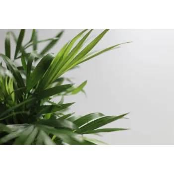 Areca Palm Plant